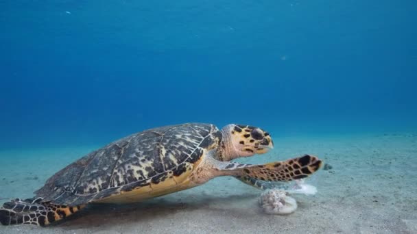 Seelandschaft Mit Falkenschnabelschildkröte Korallenriff Der Karibik Curacao — Stockvideo