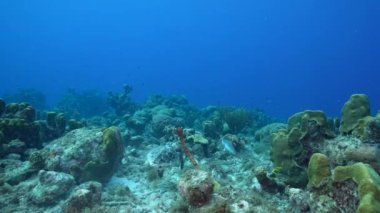 Karayip Denizi 'nin mercan kayalıklarında Şahin Gagalı Deniz Kaplumbağası, Curacao