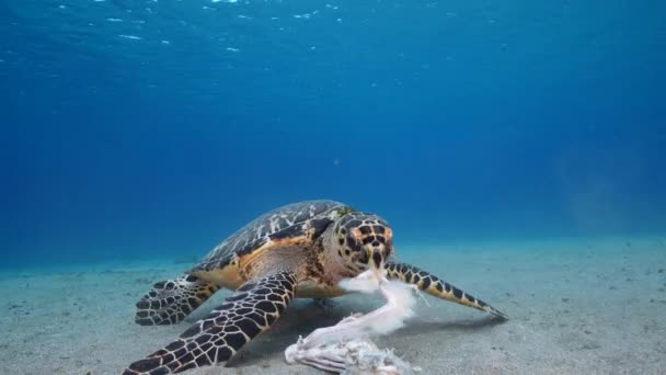 Seascape Com Hawksbill Sea Turtle Recife Coral Mar Caribe Curaçao — Vídeo de Stock