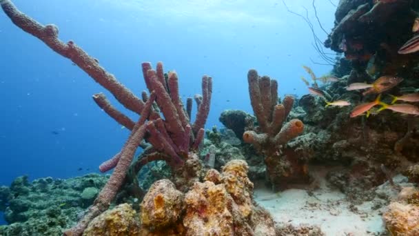 Seascape Různými Rybami Korály Houbami Korálovém Útesu Karibského Moře Curacao — Stock video