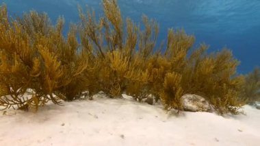 Karayip Denizi 'nin mercan resifinde çeşitli balık, mercan ve süngerle kaplı deniz burnu, Curacao