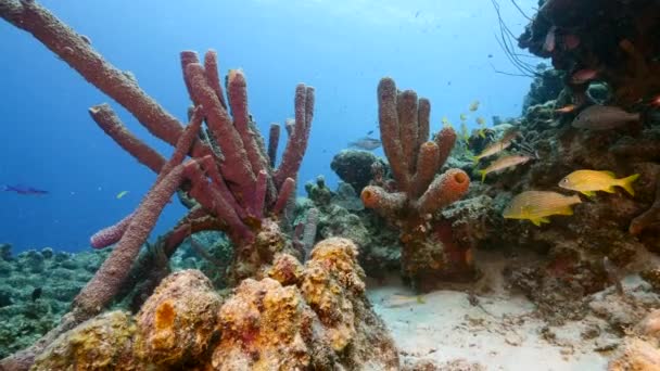 Karayip Denizi Nin Mercan Resifinde Çeşitli Balık Mercan Süngerle Kaplı — Stok video
