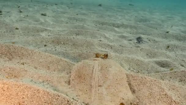 Seascape Flounder Sandy Ground Caribbean Sea Curacao — Video Stock