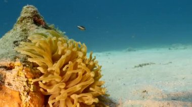 Karayip Denizi 'nin mercan resifinde çeşitli balık, mercan ve süngerle kaplı deniz burnu, Curacao