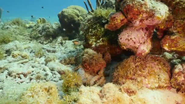 Meereslandschaft Mit Skorpionfischen Korallen Und Schwämmen Korallenriff Der Karibik Curacao — Stockvideo