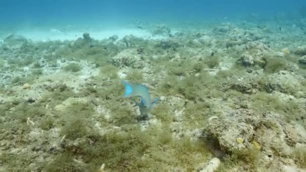 Seascape Queen Parrotfish Coral Houge Coral Reef Caribbean Sea Curacao — Stock video