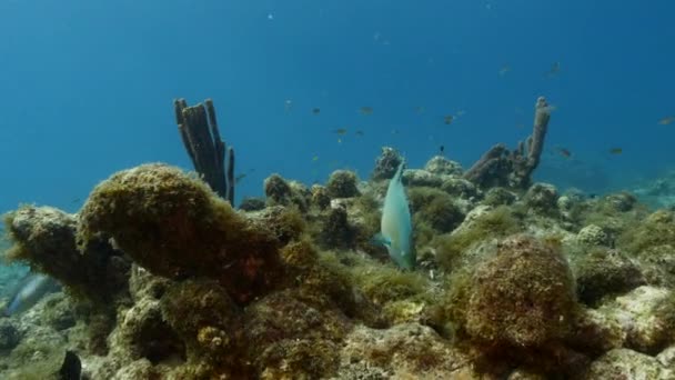 Paisaje Marino Con Pez Loro Reina Coral Esponja Arrecife Coral — Vídeo de stock