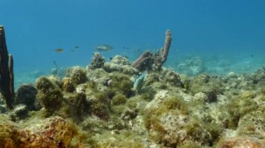 Karayip Denizi 'nin mercan kayalıklarında Kraliçe Parrotfish, mercan ve sünger ile deniz burnu, Curacao