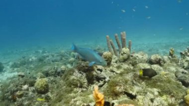 Karayip Denizi 'nin mercan kayalıklarında Kraliçe Parrotfish, mercan ve sünger ile deniz burnu, Curacao