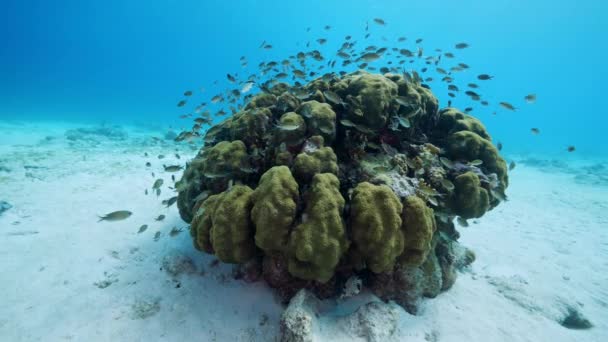 120 Fps Super Slow Motion Karayip Denizi Nin Mercan Kayalıklarında — Stok video