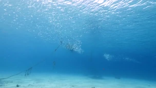 Paysage Marin Avec Boule Appât Ecole Poissons Maquereau Dans Récif — Video