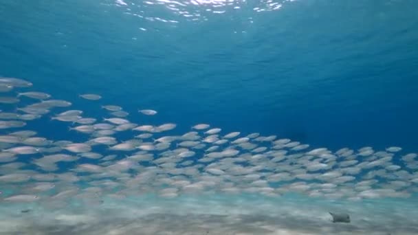 Seascape Com Bait Ball Escola Peixes Peixe Cavala Recife Coral — Vídeo de Stock