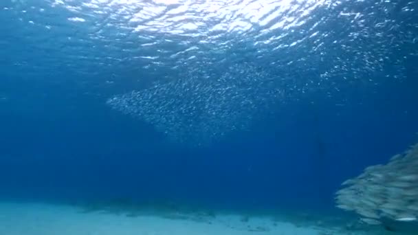 Havslandskap Med Betesboll Fiskstim Makrillfisk Korallrevet Karibiska Havet Curacao — Stockvideo