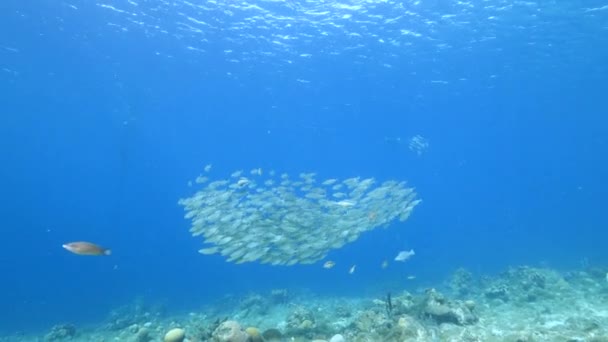 Paisaje Marino Con Bola Cebo Escuela Peces Peces Caballa Arrecife — Vídeo de stock