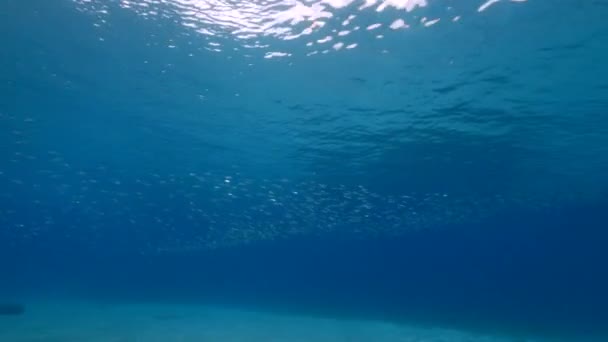 カリブ海のサンゴ礁 キュラソー島でのバイトボール 魚学校 サバ魚との海 — ストック動画