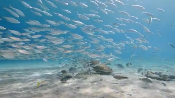 カリブ海のサンゴ礁 キュラソー島でのバイトボール 魚学校 サバ魚との海 — ストック動画