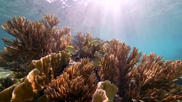 120 Fps Super Slow Motion Seascape Various Fish Coral Sponge — Stock video