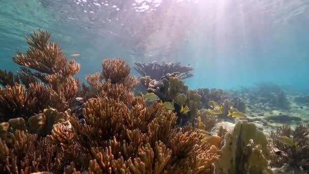 120 Fps Super Slow Motion Seascape Various Fish Coral Sponge — Stockvideo