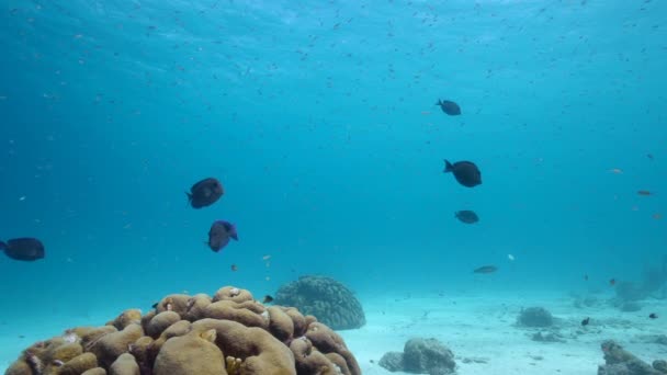 120 Fps Super Slow Motion Seascape Various Fish Coral Sponge — Vídeo de Stock