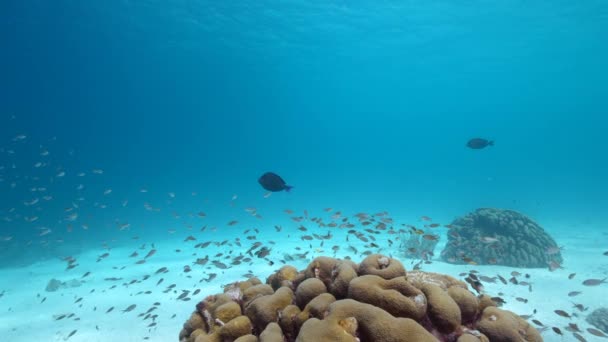 120 Fps Super Slow Motion Seascape Com Vários Peixes Corais — Vídeo de Stock