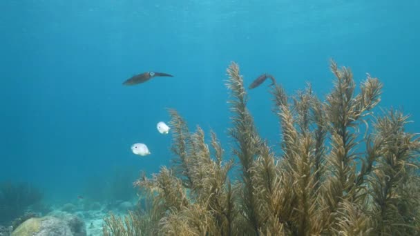 120 Fps Super Slow Motion Seascape Various Fish Coral Sponge — Video Stock
