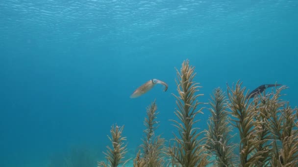 120 Fps Super Slow Motion Seascape Various Fish Coral Sponge — Vídeo de Stock