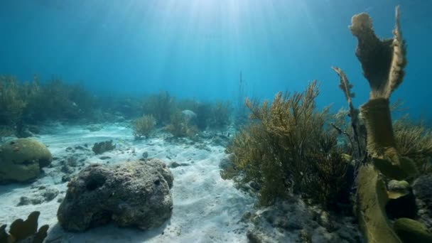 Fpv 120 Fps Super Slow Motion Seascape Various Fish Coral — Stockvideo