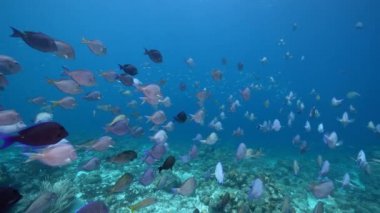 FPV 4K 120 fps Super Slow Motion: Seascape with School of Fish, Surgeonfish in the coral reef of the Caribbean Sea, Curacao