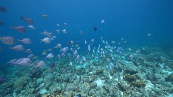 Fpv 120 Fps Super Slow Motion Seascape School Fish Surgeonfish — Stock video