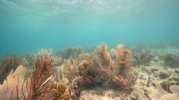120 Fps Super Slow Motion Seascape Various Fish Coral Sponge — Vídeo de Stock