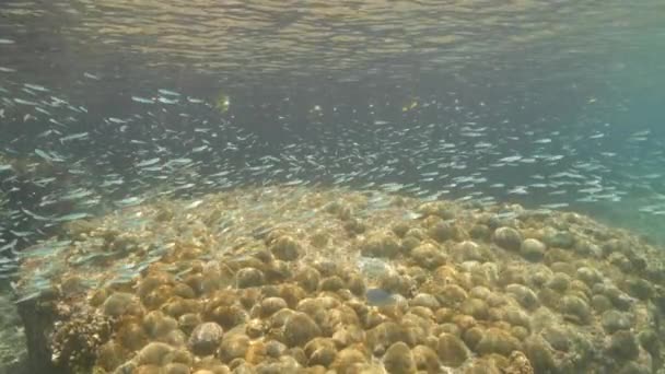 Super Slow Motion Seascape School Juvenile Fish Caribbean Sea Curacao — Vídeo de stock