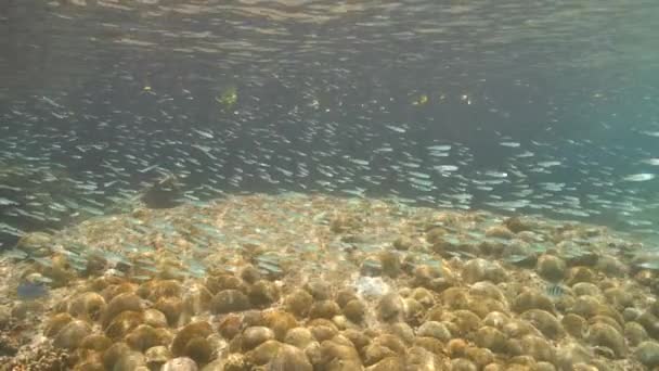 Super Slow Motion Seascape School Juvenile Fish Caribbean Sea Curacao — Stock video