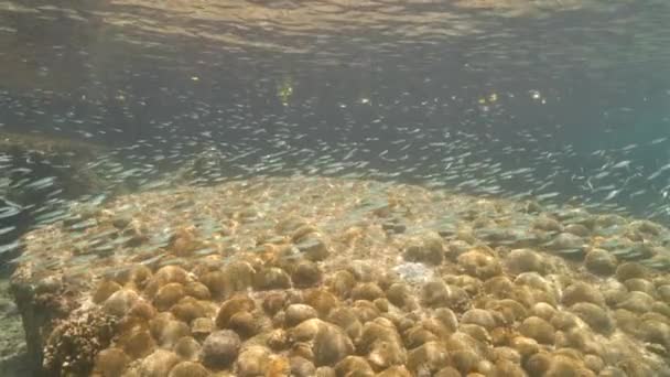 Super Slow Motion Seascape School Juvenile Fish Caribbean Sea Curacao — ストック動画