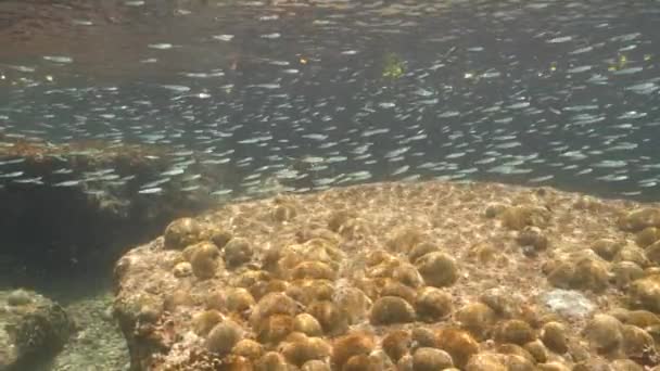 Super Slow Motion Seascape School Juvenile Fish Caribbean Sea Curacao — ストック動画