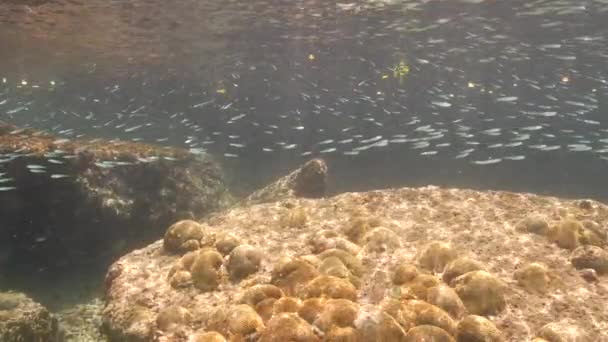 Super Slow Motion Seascape School Juvenile Fish Caribbean Sea Curacao — ストック動画