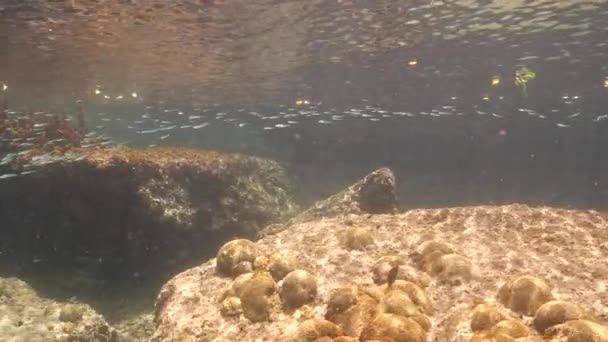 Super Slow Motion Seascape School Juvenile Fish Caribbean Sea Curacao — Stock video