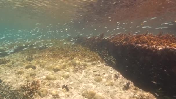 Super Slow Motion Seascape School Juvenile Fish Caribbean Sea Curacao — ストック動画