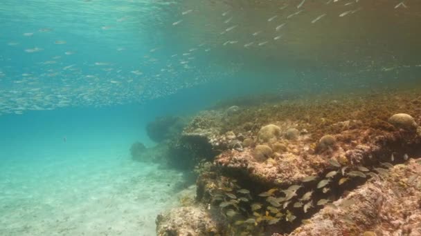 Super Slow Motion Seascape School Juvenile Fish Caribbean Sea Curacao — Wideo stockowe