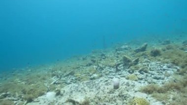 FPV Seascape with various fish, coral, and sponge in the coral reef of the Caribbean Sea, Curacao