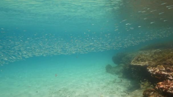 Super Slow Motion Seascape School Juvenile Fish Caribbean Sea Curacao — 图库视频影像