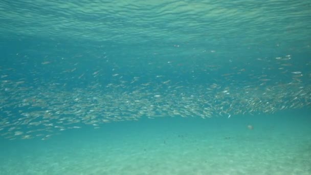 Super Slow Motion Seascape School Juvenile Fish Caribbean Sea Curacao — Stockvideo