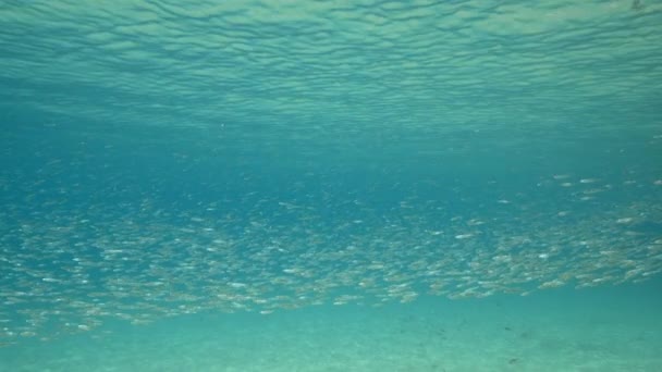 Super Slow Motion Seascape School Juvenile Fish Caribbean Sea Curacao — ストック動画