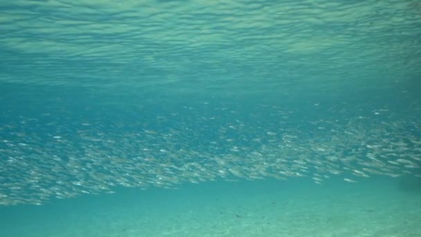 Super Slow Motion Seascape School Juvenile Fish Caribbean Sea Curacao — Vídeo de Stock