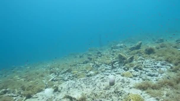 Fpv Seascape Various Fish Coral Sponge Coral Reef Caribbean Sea — Video