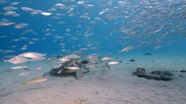 Θαλάσσιο Τοπίο Την Πράσινη Θαλάσσια Χελώνα Και Σχολείο Των Ψαριών — Αρχείο Βίντεο