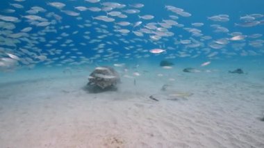 Seascape with Green Sea Turtle and School of Fish in the coral reef of the Caribbean Sea, Curacao