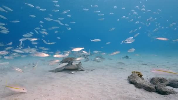 Seascape Green Sea Turtle School Fish Coral Reef Caribbean Sea — Wideo stockowe