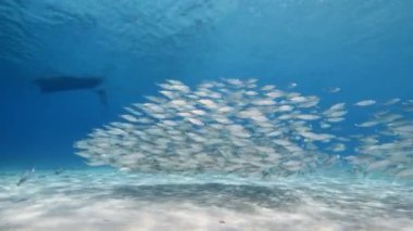 Yem Toplu Deniz Burnu, Balık Okulu, Karayip Denizi 'ndeki mercan resifinde uskumru balığı, Curacao
