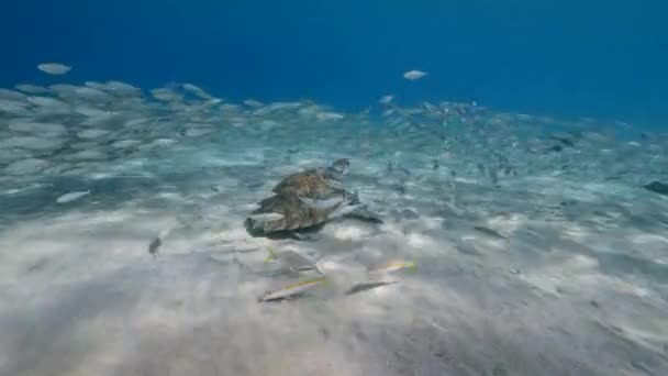 Seascape Green Sea Turtle School Fish Coral Reef Caribbean Sea — стокове відео