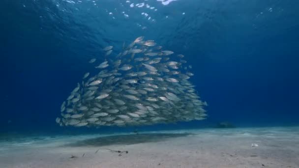 与Bait Ball School Fish Mackerel Fish Coral Reef Caribbean Sea — 图库视频影像